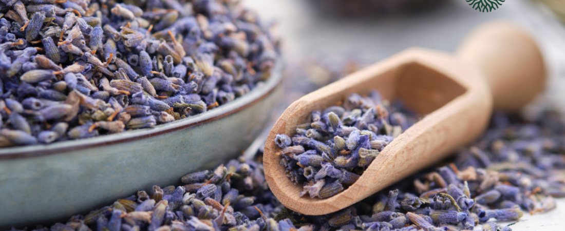 Lavanda: el aroma de la calma, de la tradición a nuestros hogares