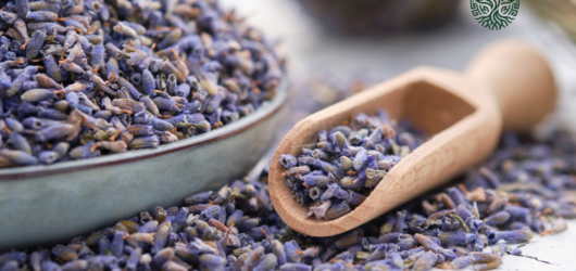 Lavanda: el aroma de la calma, de la tradición a nuestros hogares
